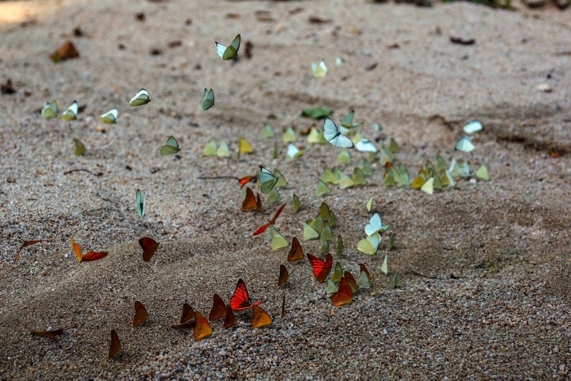 day & night, day & night cafe, day & night of surat thani, กุ้ยหลินเมืองไทย, คลองร้อยสาย, ตลาดน้ำประชารัฐบางใบไม้, ถ้ำขมิ้น, ทะเลแหวก, ทะเลแหวก สุราษฎร์ธานี, ที่เที่ยว สุราษฎร์ธานี, ที่เที่ยวสมุย, ที่เที่ยวสุราษฎร์, ที่เที่ยวสุราษฎร์ 2024, ที่เที่ยวสุราษฎร์ 2567, ที่เที่ยวสุราษฎร์ธานี 2024, ที่เที่ยวสุราษฎร์ธานี 2567, ที่เที่ยวสุราษฎร์ธานี ทะเล, ที่เที่ยวสุราษฎร์ธานี เกาะ, น้ำตกดาดฟ้า, น้ำตกหน้าเมือง, ป่าต้นน้ำบ้านน้ำราด, พระธาตุศิลางู, พระบรมธาตุไชยา, ราฮัม บีชคลับ, วัดพระธาตุศิลางู, วัดพระบรมธาตุไชยา, วัดพระบรมธาตุไชยาราชวรวิหาร, วัดพระใหญ่, วัดราชธรรมาราม, ศาลหลักเมืองสุราษฎร์ธานี, สมุย, สะพานแขวนเขาพัง, สะพานแขวนเขาเทพพิทักษ์, สุราษฎร์, สุราษฎร์ธานี 2023, หมู่เกาะอ่างทอง, หาดเฉวง, อ่างน้ำผุด, อ่างน้ำผุด บางสวรรค์, อุทยานธรรมเขานาในหลวง, อุทยานแห่งชาติหมู่เกาะอ่างทอง, อุทยานแห่งชาติใต้ร่มเย็น, อุโมงค์ต้นจาก คลองร้อยสาย, เกาะนางยวน, เกาะพะงัน, เกาะมัดสุ่ม, เกาะราฮัม, เกาะวัวตาหลับ, เกาะสมุย, เกาะหมู, เกาะหมู สมุย, เกาะเต่า, เกาะแตน, เกาะแม่เกาะ, เขารูปหัวใจ, เขื่อนรัชชประภา, เขื่อนเชี่ยวหลาน, เจดีย์ลอมฟ้าพุทธศิลาวดี, เที่ยวสุราษฎร์, เที่ยวสุราษฎร์ธานี, เนินทรายเหมืองแกะ, top 20+ ที่เที่ยว สุราษฎร์ธานี [กรกฎาคม 2024] ปาร์ตี้ฟูลมูนสุดเลิศ ทะเลใส แหล่งดำน้ำดูปะการังสวย