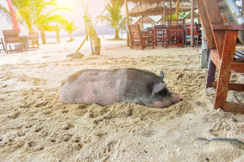 day & night, day & night cafe, day & night of surat thani, กุ้ยหลินเมืองไทย, คลองร้อยสาย, ตลาดน้ำประชารัฐบางใบไม้, ถ้ำขมิ้น, ทะเลแหวก, ทะเลแหวก สุราษฎร์ธานี, ที่เที่ยว สุราษฎร์ธานี, ที่เที่ยวสมุย, ที่เที่ยวสุราษฎร์, ที่เที่ยวสุราษฎร์ 2024, ที่เที่ยวสุราษฎร์ 2567, ที่เที่ยวสุราษฎร์ธานี 2024, ที่เที่ยวสุราษฎร์ธานี 2567, ที่เที่ยวสุราษฎร์ธานี ทะเล, ที่เที่ยวสุราษฎร์ธานี เกาะ, น้ำตกดาดฟ้า, น้ำตกหน้าเมือง, ป่าต้นน้ำบ้านน้ำราด, พระธาตุศิลางู, พระบรมธาตุไชยา, ราฮัม บีชคลับ, วัดพระธาตุศิลางู, วัดพระบรมธาตุไชยา, วัดพระบรมธาตุไชยาราชวรวิหาร, วัดพระใหญ่, วัดราชธรรมาราม, ศาลหลักเมืองสุราษฎร์ธานี, สมุย, สะพานแขวนเขาพัง, สะพานแขวนเขาเทพพิทักษ์, สุราษฎร์, สุราษฎร์ธานี 2023, หมู่เกาะอ่างทอง, หาดเฉวง, อ่างน้ำผุด, อ่างน้ำผุด บางสวรรค์, อุทยานธรรมเขานาในหลวง, อุทยานแห่งชาติหมู่เกาะอ่างทอง, อุทยานแห่งชาติใต้ร่มเย็น, อุโมงค์ต้นจาก คลองร้อยสาย, เกาะนางยวน, เกาะพะงัน, เกาะมัดสุ่ม, เกาะราฮัม, เกาะวัวตาหลับ, เกาะสมุย, เกาะหมู, เกาะหมู สมุย, เกาะเต่า, เกาะแตน, เกาะแม่เกาะ, เขารูปหัวใจ, เขื่อนรัชชประภา, เขื่อนเชี่ยวหลาน, เจดีย์ลอมฟ้าพุทธศิลาวดี, เที่ยวสุราษฎร์, เที่ยวสุราษฎร์ธานี, เนินทรายเหมืองแกะ, top 20+ ที่เที่ยว สุราษฎร์ธานี [กรกฎาคม 2024] ปาร์ตี้ฟูลมูนสุดเลิศ ทะเลใส แหล่งดำน้ำดูปะการังสวย