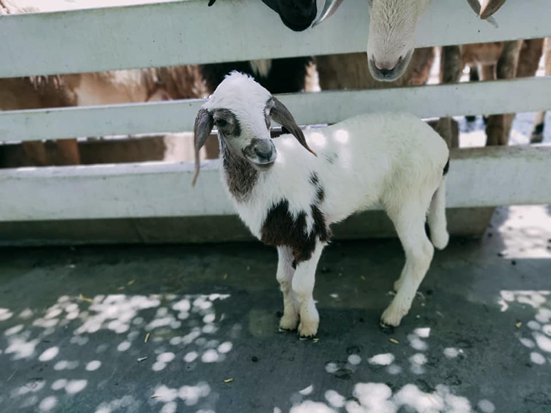 นครนายก, top 22+ ที่เที่ยวนครนายก 2567 ไปเช้าเย็นกลับ adventure ที่เที่ยวเปิดใหม่ น้ำตก คาเฟ่