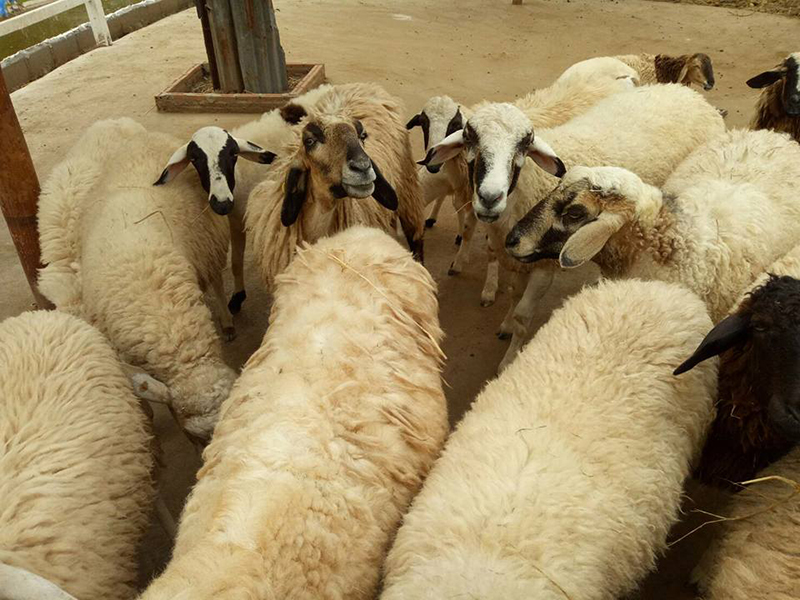 นครนายก, top 22+ ที่เที่ยวนครนายก 2567 ไปเช้าเย็นกลับ adventure ที่เที่ยวเปิดใหม่ น้ำตก คาเฟ่