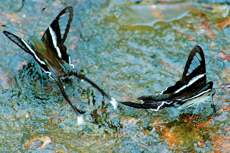 นครนายก, top 22+ ที่เที่ยวนครนายก 2567 ไปเช้าเย็นกลับ adventure ที่เที่ยวเปิดใหม่ น้ำตก คาเฟ่