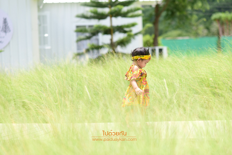 ร้านกาแฟหัวหิน, คาเฟ่หัวหิน, memory house cafe huahin, memory house หัวหิน, ร้านกาแฟทุ่งหญ้าหัวหิน, memory house cafe หัวหิน คาเฟ่ชวนฝัน ท่ามกลางทุ่งหญ้า