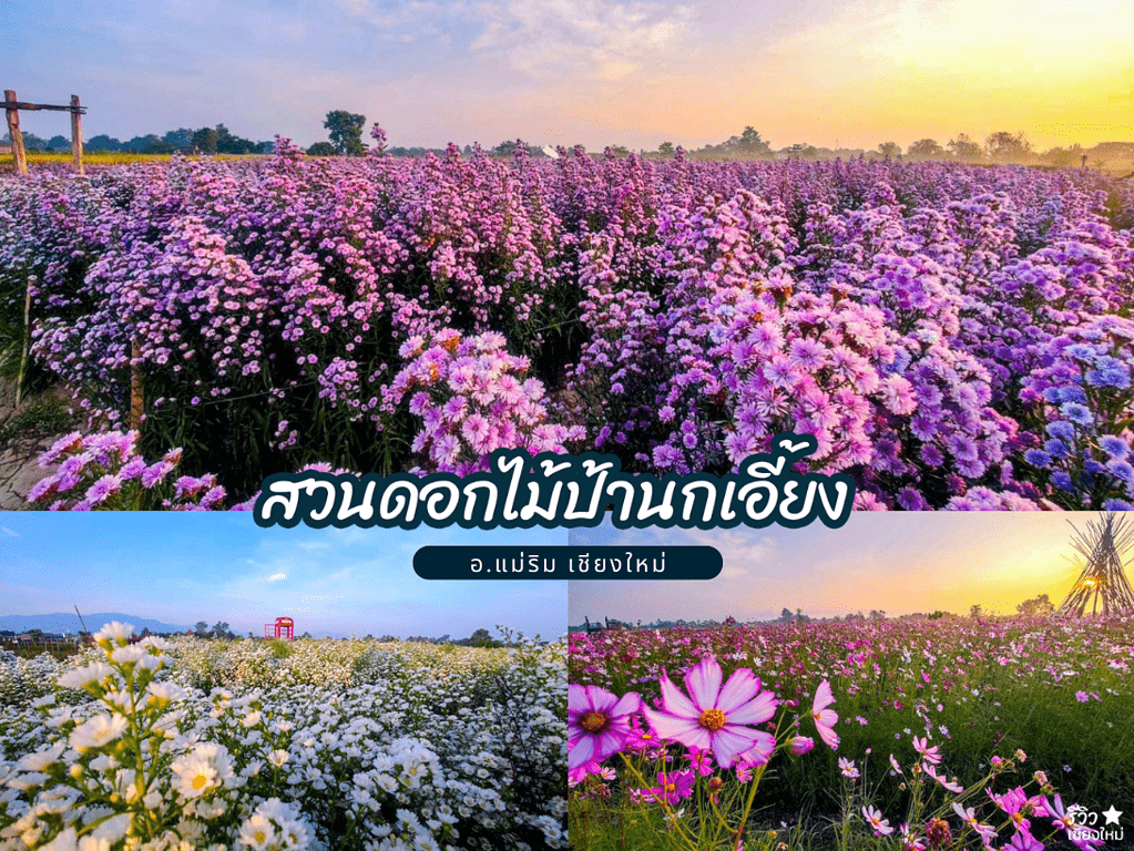 reviewchaingmai, ที่เที่ยว เชียงใหม่, ที่เที่ยวแม่ริมเชียงใหม่, ทุ่งดอกไม้ เชียงใหม่, สวนดอกไม้ในเชียงใหม่, ไปเชียงใหม่, แจกพิกัด 8 สวนดอกไม้ในเชียงใหม่ ถ่ายรูปปังรับลมหนาว