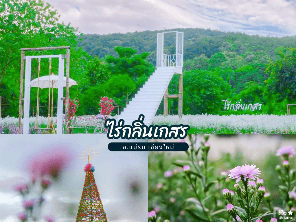 reviewchaingmai, ที่เที่ยว เชียงใหม่, ที่เที่ยวแม่ริมเชียงใหม่, ทุ่งดอกไม้ เชียงใหม่, สวนดอกไม้ในเชียงใหม่, ไปเชียงใหม่, แจกพิกัด 8 สวนดอกไม้ในเชียงใหม่ ถ่ายรูปปังรับลมหนาว