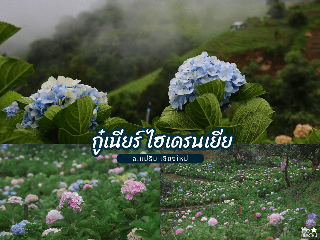 reviewchaingmai, ที่เที่ยว เชียงใหม่, ที่เที่ยวแม่ริมเชียงใหม่, ทุ่งดอกไม้ เชียงใหม่, สวนดอกไม้ในเชียงใหม่, ไปเชียงใหม่, แจกพิกัด 8 สวนดอกไม้ในเชียงใหม่ ถ่ายรูปปังรับลมหนาว