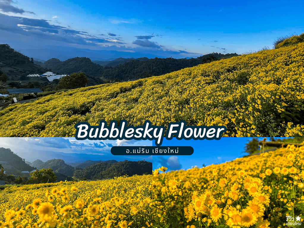 reviewchaingmai, ที่เที่ยว เชียงใหม่, ที่เที่ยวแม่ริมเชียงใหม่, ทุ่งดอกไม้ เชียงใหม่, สวนดอกไม้ในเชียงใหม่, ไปเชียงใหม่, แจกพิกัด 8 สวนดอกไม้ในเชียงใหม่ ถ่ายรูปปังรับลมหนาว