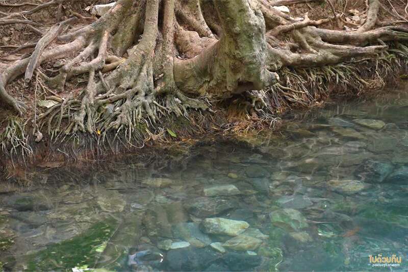 เที่ยวเขาใหญ่, เขาใหญ่, สระน้ำผุดเขาใหญ่, คคาเฟ่ใกล้สระน้ำผุดเขาใหญ่, บ่อน้ำผุด เขาใหญ่ เล่นน้ำคลายร้อน นั่งชิลริมสระ