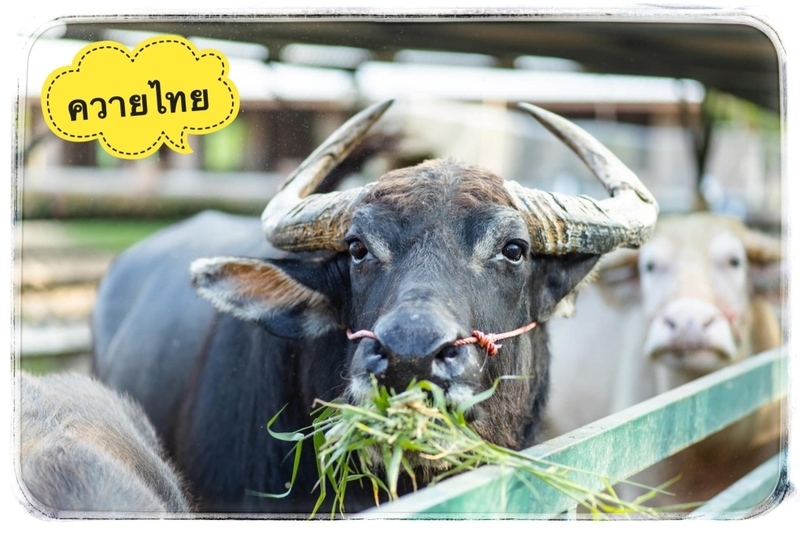 mini murrah farm, minizoo, sea walk, คุ้มวิมานดิน, ฉะเชิงเทรา, ฉะเชิงเทรา 2566, ตลาด 2 จังหวัด, ตลาดคลองสวน, ตลาดน้ำบางคล้า, ตลาดบ้านใหม่, ตลาดบ้านใหม่ 100 ปี, ตลาดบ้านใหม่ เมืองแปดริ้ว, ตลาดเก่าคลองสวน, ตลาดเก่าคลองสวน 100 ปี, ที่เที่ยวฉะเชิงเทรา, ที่เที่ยวฉะเชิงเทรา 2023, ที่เที่ยวฉะเชิงเทรา 2024, ที่เที่ยวฉะเชิงเทรา 2566, ที่เที่ยวฉะเชิงเทรา 2567, ที่เที่ยวแปดริ้ว, น้ำตกฉะเชิงเทรา, น้ำตกบ่อทราย, บ้านบางพุทรา, บ้านสวนเมล่อน, ปั้นดินเหนียวฉะเชิงเทรา, พระมหาเจดีย์สแตนเลส, พระอุโบสถแก้วกลางน้ำ, ฟาร์มนก ฉะเชิงเทรา, มินิมูร่าฟาร์ม, รังนกแลนด์ by นกแปดริ้ว, วัดกลางน้ำ, วัดปากน้ำโจ้โล้, วัดป่าเขาล้อม, วัดพระพิฆเนศองค์ใหญ่, วัดวีระโชติธรรมาราม, วัดสมานรัตนาราม, วัดหงษ์ทอง, วัดหลวงพ่อโสธร, วัดหัวสวน, วัดโพรงอากาศ, วัดโสธรวรารามวรวิหาร, สวนปาล์มฟาร์มนก, หลวงพ่อพันปีศรีตะเคียนทอง, หลวงพ่อพุทธโสธร, หลวงพ่อโสธร, องค์พระพิฆเนศปางนอนเสวยสุข, อ่างเก็บน้ำคลองสียัด, อ่างเก็บน้ำเขื่อนระบม, อ่างเก็บน้ำเขื่อนระบมทะเลน้ำจืด, อุโบสถสีทอง, อุโบสถสแตนเลส, ฮอลลีวูดบ้านนา บ้านบางพุทรา, เขื่อนคลองสียัด, เที่ยวฉะเชิงเทรา, เที่ยวฉะเชิงเทรา 2023, เที่ยวฉะเชิงเทรา 2024, เที่ยวฉะเชิงเทรา 2567, เที่ยวแปดริ้ว, แปดริ้ว, top 20+ ที่เที่ยวฉะเชิงเทรา [กรกฎาคม 2024] เที่ยววัด ชมธรรมชาติ เดินตลาด เมืองแปดริ้ว