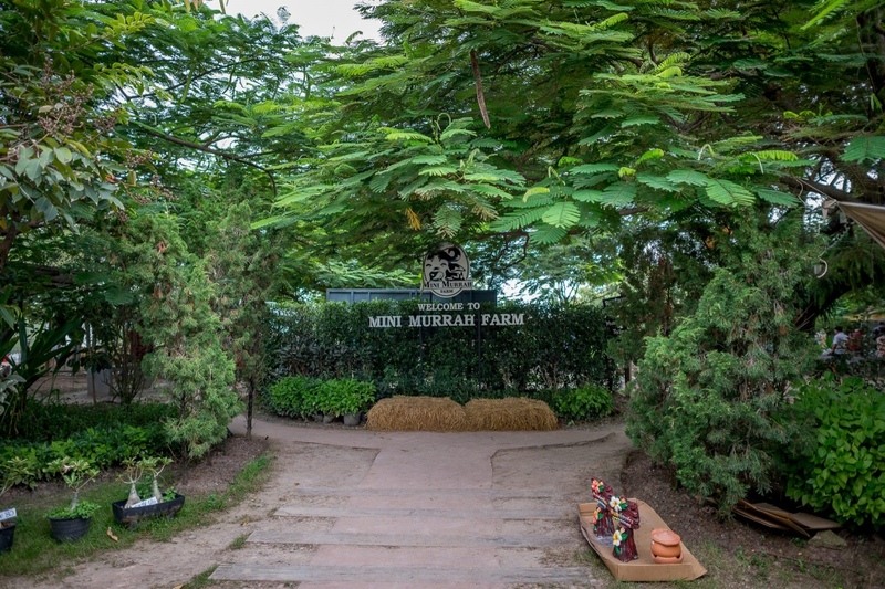 mini murrah farm, minizoo, sea walk, คุ้มวิมานดิน, ฉะเชิงเทรา, ฉะเชิงเทรา 2566, ตลาด 2 จังหวัด, ตลาดคลองสวน, ตลาดน้ำบางคล้า, ตลาดบ้านใหม่, ตลาดบ้านใหม่ 100 ปี, ตลาดบ้านใหม่ เมืองแปดริ้ว, ตลาดเก่าคลองสวน, ตลาดเก่าคลองสวน 100 ปี, ที่เที่ยวฉะเชิงเทรา, ที่เที่ยวฉะเชิงเทรา 2023, ที่เที่ยวฉะเชิงเทรา 2024, ที่เที่ยวฉะเชิงเทรา 2566, ที่เที่ยวฉะเชิงเทรา 2567, ที่เที่ยวแปดริ้ว, น้ำตกฉะเชิงเทรา, น้ำตกบ่อทราย, บ้านบางพุทรา, บ้านสวนเมล่อน, ปั้นดินเหนียวฉะเชิงเทรา, พระมหาเจดีย์สแตนเลส, พระอุโบสถแก้วกลางน้ำ, ฟาร์มนก ฉะเชิงเทรา, มินิมูร่าฟาร์ม, รังนกแลนด์ by นกแปดริ้ว, วัดกลางน้ำ, วัดปากน้ำโจ้โล้, วัดป่าเขาล้อม, วัดพระพิฆเนศองค์ใหญ่, วัดวีระโชติธรรมาราม, วัดสมานรัตนาราม, วัดหงษ์ทอง, วัดหลวงพ่อโสธร, วัดหัวสวน, วัดโพรงอากาศ, วัดโสธรวรารามวรวิหาร, สวนปาล์มฟาร์มนก, หลวงพ่อพันปีศรีตะเคียนทอง, หลวงพ่อพุทธโสธร, หลวงพ่อโสธร, องค์พระพิฆเนศปางนอนเสวยสุข, อ่างเก็บน้ำคลองสียัด, อ่างเก็บน้ำเขื่อนระบม, อ่างเก็บน้ำเขื่อนระบมทะเลน้ำจืด, อุโบสถสีทอง, อุโบสถสแตนเลส, ฮอลลีวูดบ้านนา บ้านบางพุทรา, เขื่อนคลองสียัด, เที่ยวฉะเชิงเทรา, เที่ยวฉะเชิงเทรา 2023, เที่ยวฉะเชิงเทรา 2024, เที่ยวฉะเชิงเทรา 2567, เที่ยวแปดริ้ว, แปดริ้ว, top 20+ ที่เที่ยวฉะเชิงเทรา [กรกฎาคม 2024] เที่ยววัด ชมธรรมชาติ เดินตลาด เมืองแปดริ้ว