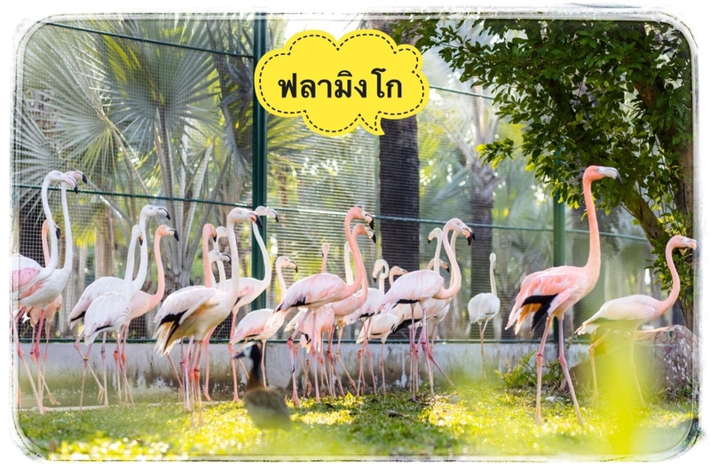 mini murrah farm, minizoo, sea walk, คุ้มวิมานดิน, ฉะเชิงเทรา, ฉะเชิงเทรา 2566, ตลาด 2 จังหวัด, ตลาดคลองสวน, ตลาดน้ำบางคล้า, ตลาดบ้านใหม่, ตลาดบ้านใหม่ 100 ปี, ตลาดบ้านใหม่ เมืองแปดริ้ว, ตลาดเก่าคลองสวน, ตลาดเก่าคลองสวน 100 ปี, ที่เที่ยวฉะเชิงเทรา, ที่เที่ยวฉะเชิงเทรา 2023, ที่เที่ยวฉะเชิงเทรา 2024, ที่เที่ยวฉะเชิงเทรา 2566, ที่เที่ยวฉะเชิงเทรา 2567, ที่เที่ยวแปดริ้ว, น้ำตกฉะเชิงเทรา, น้ำตกบ่อทราย, บ้านบางพุทรา, บ้านสวนเมล่อน, ปั้นดินเหนียวฉะเชิงเทรา, พระมหาเจดีย์สแตนเลส, พระอุโบสถแก้วกลางน้ำ, ฟาร์มนก ฉะเชิงเทรา, มินิมูร่าฟาร์ม, รังนกแลนด์ by นกแปดริ้ว, วัดกลางน้ำ, วัดปากน้ำโจ้โล้, วัดป่าเขาล้อม, วัดพระพิฆเนศองค์ใหญ่, วัดวีระโชติธรรมาราม, วัดสมานรัตนาราม, วัดหงษ์ทอง, วัดหลวงพ่อโสธร, วัดหัวสวน, วัดโพรงอากาศ, วัดโสธรวรารามวรวิหาร, สวนปาล์มฟาร์มนก, หลวงพ่อพันปีศรีตะเคียนทอง, หลวงพ่อพุทธโสธร, หลวงพ่อโสธร, องค์พระพิฆเนศปางนอนเสวยสุข, อ่างเก็บน้ำคลองสียัด, อ่างเก็บน้ำเขื่อนระบม, อ่างเก็บน้ำเขื่อนระบมทะเลน้ำจืด, อุโบสถสีทอง, อุโบสถสแตนเลส, ฮอลลีวูดบ้านนา บ้านบางพุทรา, เขื่อนคลองสียัด, เที่ยวฉะเชิงเทรา, เที่ยวฉะเชิงเทรา 2023, เที่ยวฉะเชิงเทรา 2024, เที่ยวฉะเชิงเทรา 2567, เที่ยวแปดริ้ว, แปดริ้ว, top 20+ ที่เที่ยวฉะเชิงเทรา [กรกฎาคม 2024] เที่ยววัด ชมธรรมชาติ เดินตลาด เมืองแปดริ้ว