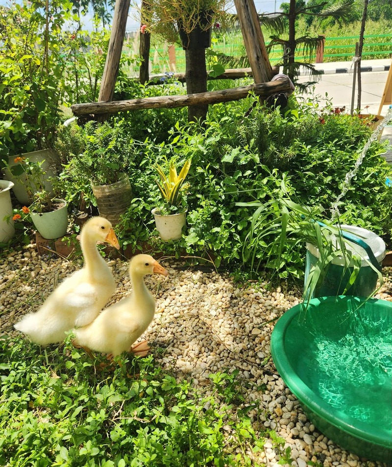 top 15+ ร้านคาเฟ่ย่านปากเกร็ด ใครเห็นเป็นต้องแวะไปเช็คอิน