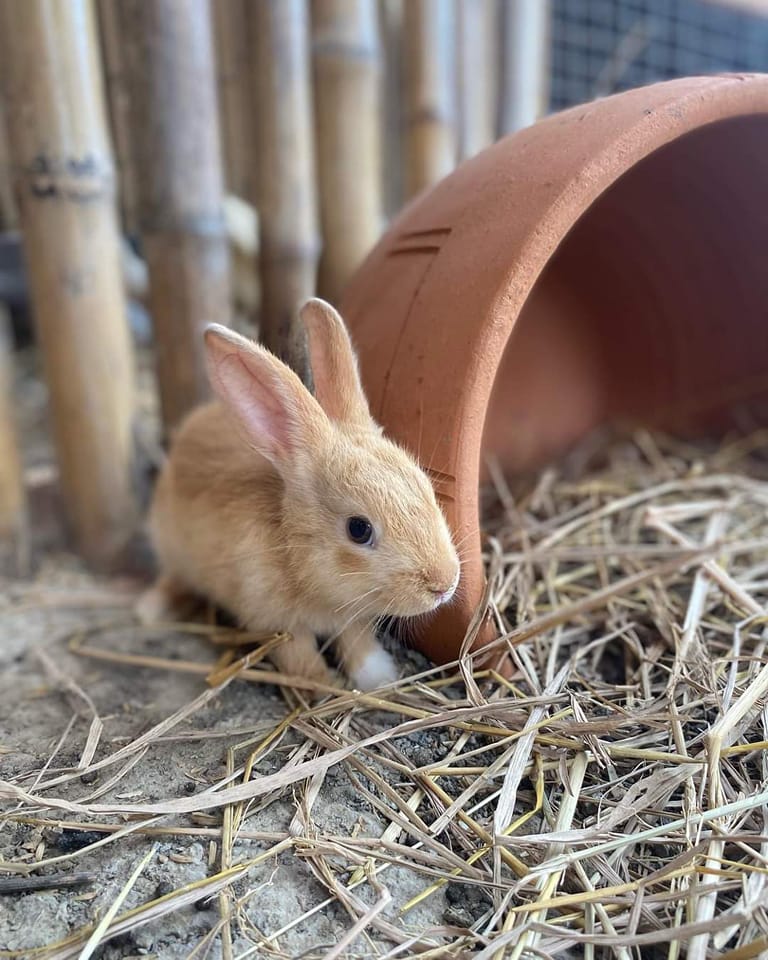 top 19+ คาเฟ่สามพราน บรรยากาศชิลๆ น่าถ่ายรูป @นครปฐม
