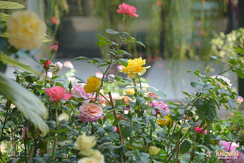 ม่อนแจ่ม, คาเฟ่ม่อนแจ่ม, fleur cafe คาเฟ่แม่ริม ในสวนสไตล์ยุโรป ดอกกุหลาบสวยมาก