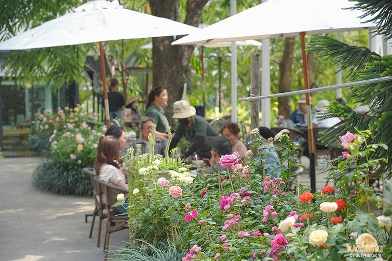 ม่อนแจ่ม, คาเฟ่ม่อนแจ่ม, fleur cafe คาเฟ่แม่ริม ในสวนสไตล์ยุโรป ดอกกุหลาบสวยมาก