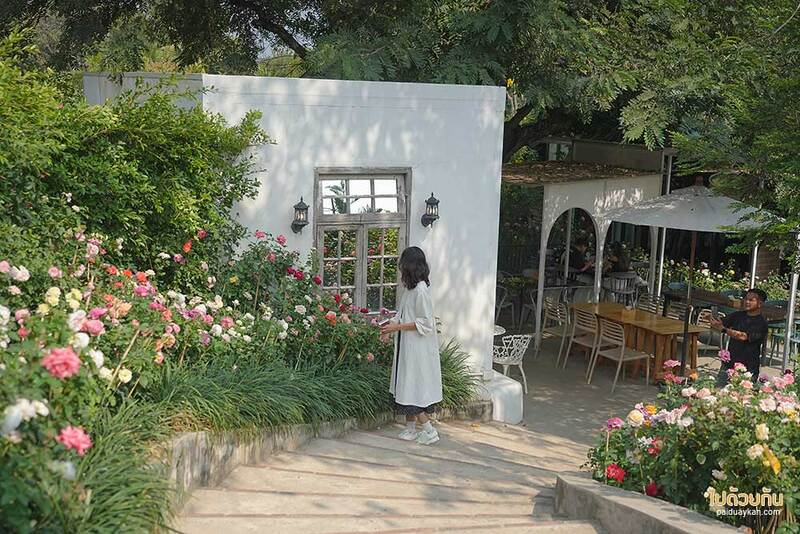 ม่อนแจ่ม, คาเฟ่ม่อนแจ่ม, fleur cafe คาเฟ่แม่ริม ในสวนสไตล์ยุโรป ดอกกุหลาบสวยมาก