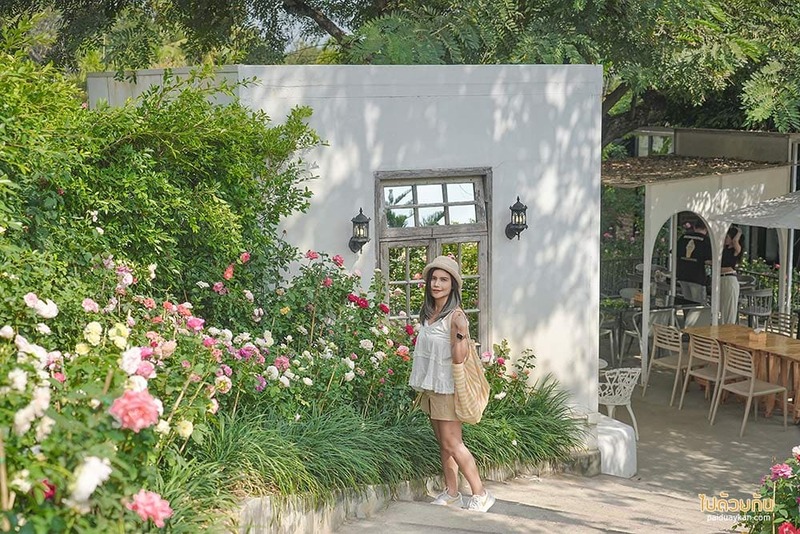 ม่อนแจ่ม, คาเฟ่ม่อนแจ่ม, fleur cafe คาเฟ่แม่ริม ในสวนสไตล์ยุโรป ดอกกุหลาบสวยมาก