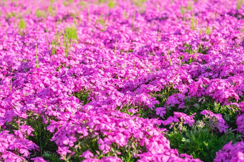 ขบวนนักรบซามูไร, ซับโปโร ไลแลค, ซัปโปโร, ซูโม่ ฤดูร้อน, ดอกไลแลค, ธงปลาคาร์พ, นิกโก้, ฟ้อนรำเกอิชา, วันเด็กผู้ชาย, วันเด็กผู้ชาย ญี่ปุ่น, ศาลเจ้า นิกโก้, ศาลเจ้าโทโชกุ, สถานที่เที่ยวนิกโก้, สวนสาธารณะโอโดริ, สวนโอโดริ, เกอิชา, เทศกาลคาโมะ, เทศกาลชุนกิ เรไทไซ, เทศกาลอาโออิ, เทศกาลเบียร์ ญี่ปุ่น, เทศกาลเบียร์อุเอะโดะ, เทศกาลแข่งว่าว, เทศกาลในญี่ปุ่น, เที่ยวซัปโปโร, เที่ยวญี่ปุ่น, เที่ยวญี่ปุ่น พฤษภาคม, เที่ยวนิกโก้, เที่ยวโอซาก้า, โอซาก้า, top 12+ เทศกาลน่าไป เมื่อไปเที่ยวประเทศญี่ปุ่น ในเดือนพฤษภาคม 2024