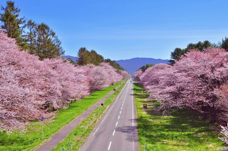 ขบวนนักรบซามูไร, ซับโปโร ไลแลค, ซัปโปโร, ซูโม่ ฤดูร้อน, ดอกไลแลค, ธงปลาคาร์พ, นิกโก้, ฟ้อนรำเกอิชา, วันเด็กผู้ชาย, วันเด็กผู้ชาย ญี่ปุ่น, ศาลเจ้า นิกโก้, ศาลเจ้าโทโชกุ, สถานที่เที่ยวนิกโก้, สวนสาธารณะโอโดริ, สวนโอโดริ, เกอิชา, เทศกาลคาโมะ, เทศกาลชุนกิ เรไทไซ, เทศกาลอาโออิ, เทศกาลเบียร์ ญี่ปุ่น, เทศกาลเบียร์อุเอะโดะ, เทศกาลแข่งว่าว, เทศกาลในญี่ปุ่น, เที่ยวซัปโปโร, เที่ยวญี่ปุ่น, เที่ยวญี่ปุ่น พฤษภาคม, เที่ยวนิกโก้, เที่ยวโอซาก้า, โอซาก้า, top 12+ เทศกาลน่าไป เมื่อไปเที่ยวประเทศญี่ปุ่น ในเดือนพฤษภาคม 2024