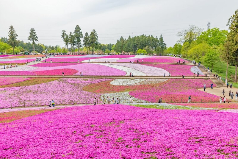 ขบวนนักรบซามูไร, ซับโปโร ไลแลค, ซัปโปโร, ซูโม่ ฤดูร้อน, ดอกไลแลค, ธงปลาคาร์พ, นิกโก้, ฟ้อนรำเกอิชา, วันเด็กผู้ชาย, วันเด็กผู้ชาย ญี่ปุ่น, ศาลเจ้า นิกโก้, ศาลเจ้าโทโชกุ, สถานที่เที่ยวนิกโก้, สวนสาธารณะโอโดริ, สวนโอโดริ, เกอิชา, เทศกาลคาโมะ, เทศกาลชุนกิ เรไทไซ, เทศกาลอาโออิ, เทศกาลเบียร์ ญี่ปุ่น, เทศกาลเบียร์อุเอะโดะ, เทศกาลแข่งว่าว, เทศกาลในญี่ปุ่น, เที่ยวซัปโปโร, เที่ยวญี่ปุ่น, เที่ยวญี่ปุ่น พฤษภาคม, เที่ยวนิกโก้, เที่ยวโอซาก้า, โอซาก้า, top 12+ เทศกาลน่าไป เมื่อไปเที่ยวประเทศญี่ปุ่น ในเดือนพฤษภาคม 2024