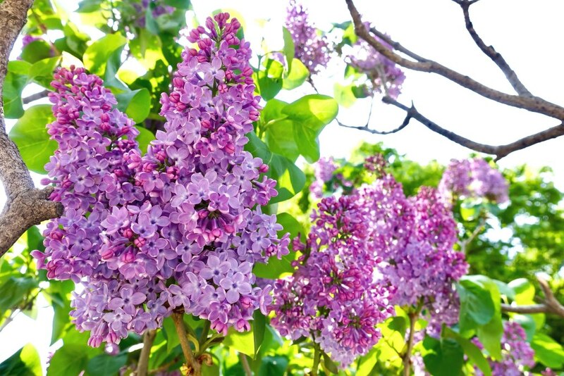 ขบวนนักรบซามูไร, ซับโปโร ไลแลค, ซัปโปโร, ซูโม่ ฤดูร้อน, ดอกไลแลค, ธงปลาคาร์พ, นิกโก้, ฟ้อนรำเกอิชา, วันเด็กผู้ชาย, วันเด็กผู้ชาย ญี่ปุ่น, ศาลเจ้า นิกโก้, ศาลเจ้าโทโชกุ, สถานที่เที่ยวนิกโก้, สวนสาธารณะโอโดริ, สวนโอโดริ, เกอิชา, เทศกาลคาโมะ, เทศกาลชุนกิ เรไทไซ, เทศกาลอาโออิ, เทศกาลเบียร์ ญี่ปุ่น, เทศกาลเบียร์อุเอะโดะ, เทศกาลแข่งว่าว, เทศกาลในญี่ปุ่น, เที่ยวซัปโปโร, เที่ยวญี่ปุ่น, เที่ยวญี่ปุ่น พฤษภาคม, เที่ยวนิกโก้, เที่ยวโอซาก้า, โอซาก้า, top 12+ เทศกาลน่าไป เมื่อไปเที่ยวประเทศญี่ปุ่น ในเดือนพฤษภาคม 2024