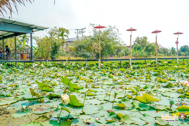 ก๋วยเตี๋ยวเรือบัวนา, ก๋วยเตี๋ยวเรือบัวนา คลอง 7, ก๋วยเตี๋ยวเรือลำลูกกา, ก๋วยเตี๋ยวเรือบัวนา คลอง 7 ทานก๋วยเตี๋ยวกลางนาบัว