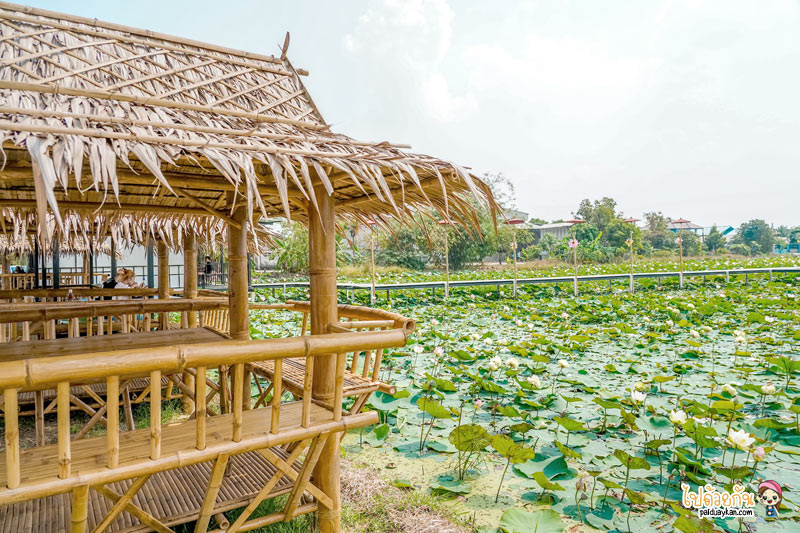 ก๋วยเตี๋ยวเรือบัวนา, ก๋วยเตี๋ยวเรือบัวนา คลอง 7, ก๋วยเตี๋ยวเรือลำลูกกา, ก๋วยเตี๋ยวเรือบัวนา คลอง 7 ทานก๋วยเตี๋ยวกลางนาบัว