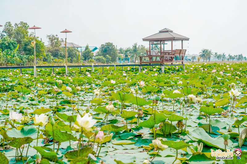 ก๋วยเตี๋ยวเรือบัวนา, ก๋วยเตี๋ยวเรือบัวนา คลอง 7, ก๋วยเตี๋ยวเรือลำลูกกา, ก๋วยเตี๋ยวเรือบัวนา คลอง 7 ทานก๋วยเตี๋ยวกลางนาบัว
