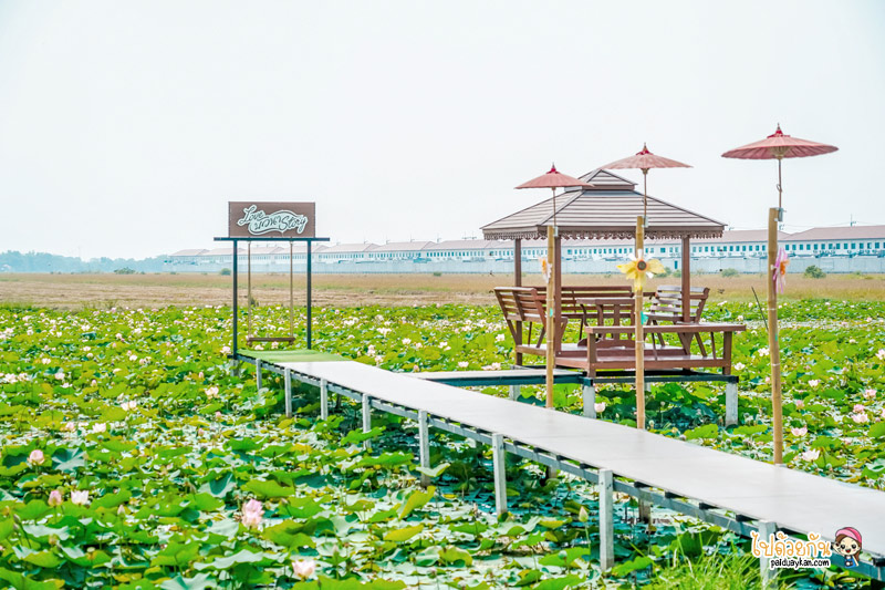 ก๋วยเตี๋ยวเรือบัวนา, ก๋วยเตี๋ยวเรือบัวนา คลอง 7, ก๋วยเตี๋ยวเรือลำลูกกา, ก๋วยเตี๋ยวเรือบัวนา คลอง 7 ทานก๋วยเตี๋ยวกลางนาบัว