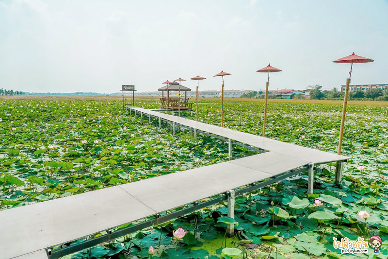 ก๋วยเตี๋ยวเรือบัวนา, ก๋วยเตี๋ยวเรือบัวนา คลอง 7, ก๋วยเตี๋ยวเรือลำลูกกา, ก๋วยเตี๋ยวเรือบัวนา คลอง 7 ทานก๋วยเตี๋ยวกลางนาบัว