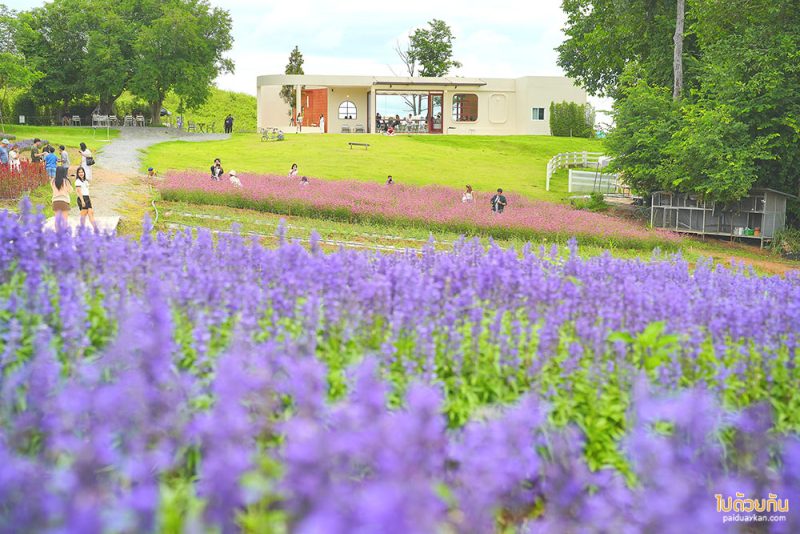 เที่ยวเขาใหญ่, คาเฟ่เขาใหญ่, floryday cafe, floryday cafe คาเฟ่สวนดอกไม้เขาใหญ่ คลุมโทนเกาหลี