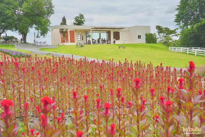 เที่ยวเขาใหญ่, คาเฟ่เขาใหญ่, floryday cafe, floryday cafe คาเฟ่สวนดอกไม้เขาใหญ่ คลุมโทนเกาหลี