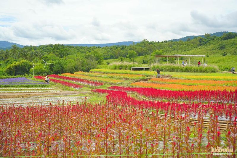 เที่ยวเขาใหญ่, คาเฟ่เขาใหญ่, floryday cafe, floryday cafe คาเฟ่สวนดอกไม้เขาใหญ่ คลุมโทนเกาหลี