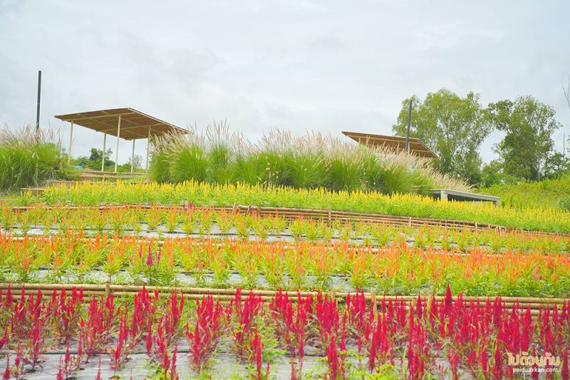 เที่ยวเขาใหญ่, คาเฟ่เขาใหญ่, floryday cafe, floryday cafe คาเฟ่สวนดอกไม้เขาใหญ่ คลุมโทนเกาหลี