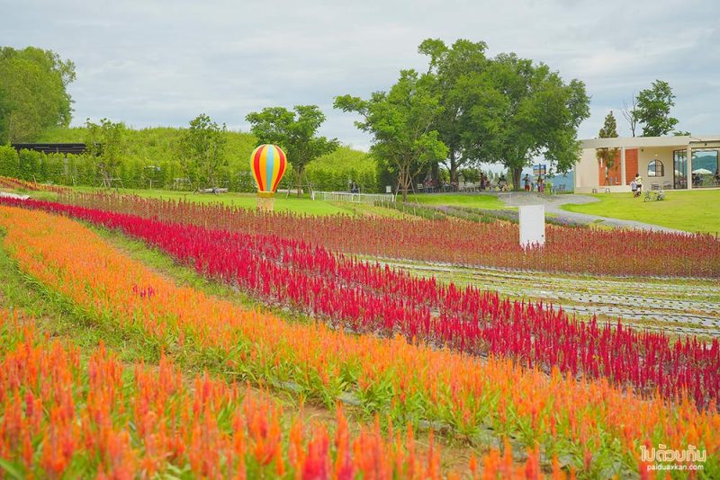 เที่ยวเขาใหญ่, คาเฟ่เขาใหญ่, floryday cafe, floryday cafe คาเฟ่สวนดอกไม้เขาใหญ่ คลุมโทนเกาหลี