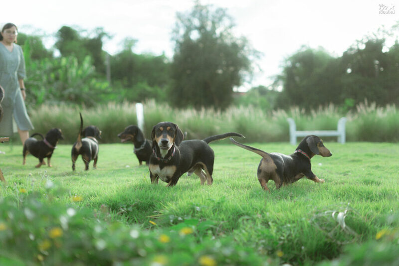 คาเฟ่เชียงใหม่, ช้างไทย, ที่เที่ยว เชียงใหม่, ที่เที่ยวเชียงใหม่, เปิดร้านคาเฟ่ เพื่อเลี้ยงน้องช้าง elely cafe mae ping bistro