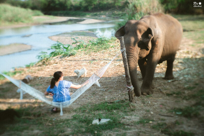 คาเฟ่เชียงใหม่, ช้างไทย, ที่เที่ยว เชียงใหม่, ที่เที่ยวเชียงใหม่, เปิดร้านคาเฟ่ เพื่อเลี้ยงน้องช้าง elely cafe mae ping bistro
