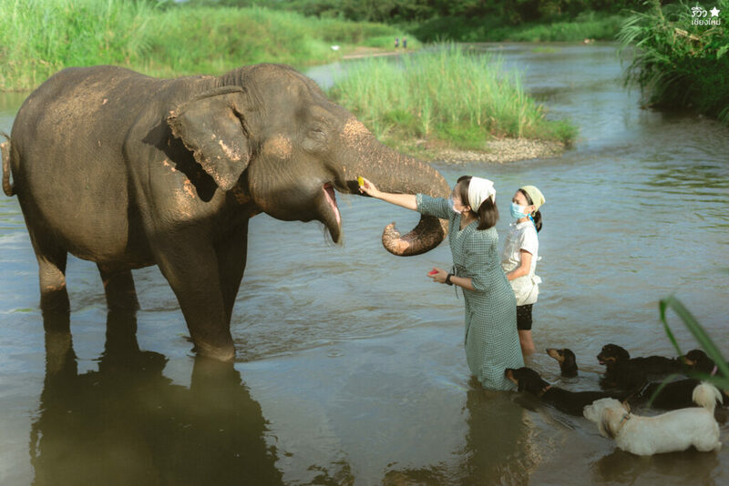 คาเฟ่เชียงใหม่, ช้างไทย, ที่เที่ยว เชียงใหม่, ที่เที่ยวเชียงใหม่, เปิดร้านคาเฟ่ เพื่อเลี้ยงน้องช้าง elely cafe mae ping bistro