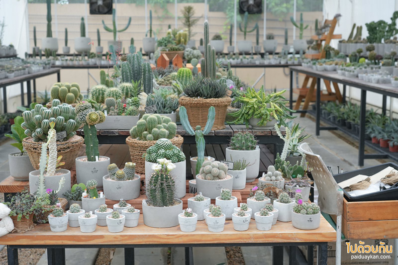 คาเฟ่กาญจนบุรี, chan nature cafe, ชานเนอเจอร์ คาเฟ่, chan nature cafe คาเฟ่ฟีลธรรมชาติ สไตล์นอร์ดิกซ์