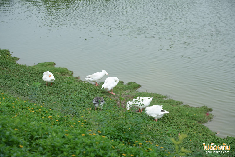 คาเฟ่กาญจนบุรี, chan nature cafe, ชานเนอเจอร์ คาเฟ่, chan nature cafe คาเฟ่ฟีลธรรมชาติ สไตล์นอร์ดิกซ์