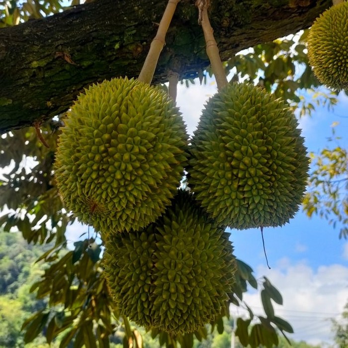 ระยอง, top 7+ บุฟเฟ่ต์ผลไม้ จันทบุรี ระยอง 2567 อร่อยฟินรับฤดูผลไม้ แบบจัดเต็ม