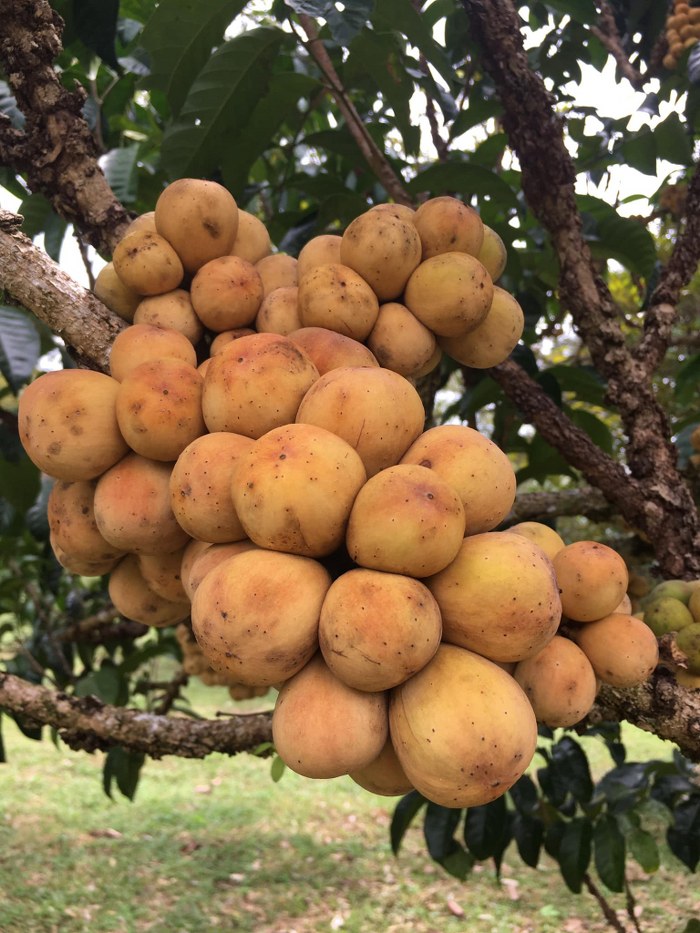 ระยอง, top 7+ บุฟเฟ่ต์ผลไม้ จันทบุรี ระยอง 2567 อร่อยฟินรับฤดูผลไม้ แบบจัดเต็ม