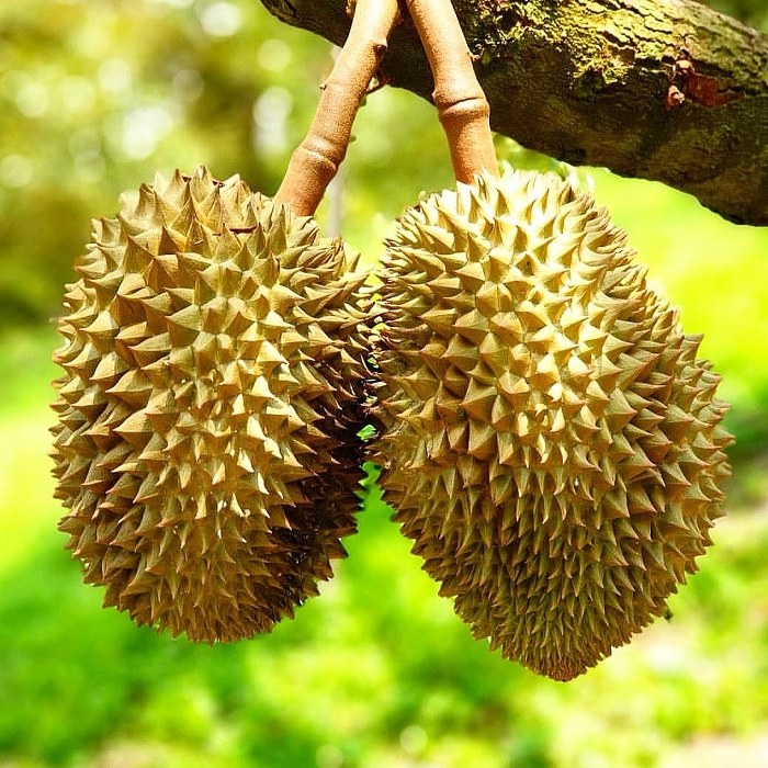 ระยอง, top 7+ บุฟเฟ่ต์ผลไม้ จันทบุรี ระยอง 2567 อร่อยฟินรับฤดูผลไม้ แบบจัดเต็ม