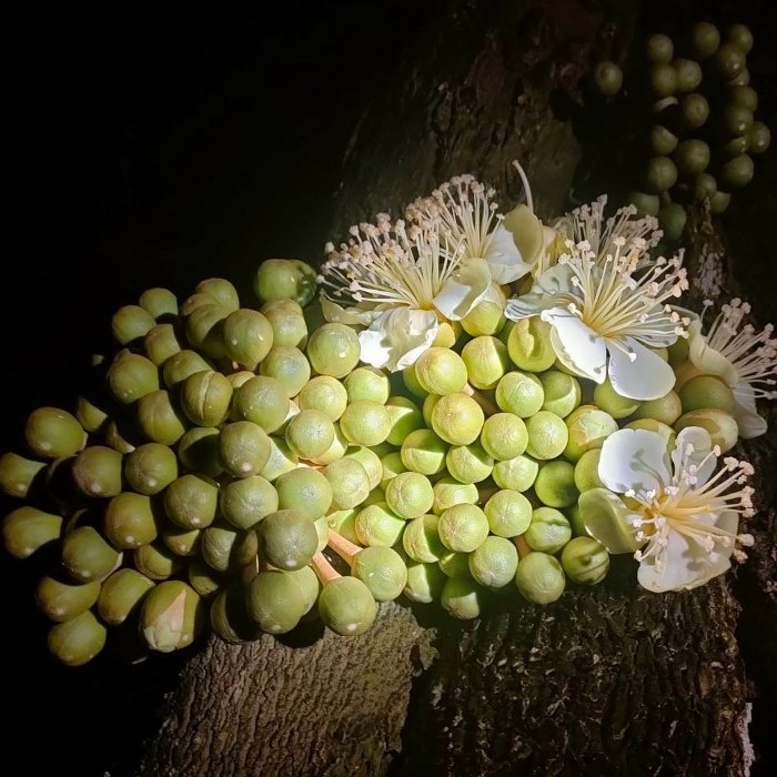 ระยอง, top 7+ บุฟเฟ่ต์ผลไม้ จันทบุรี ระยอง 2567 อร่อยฟินรับฤดูผลไม้ แบบจัดเต็ม