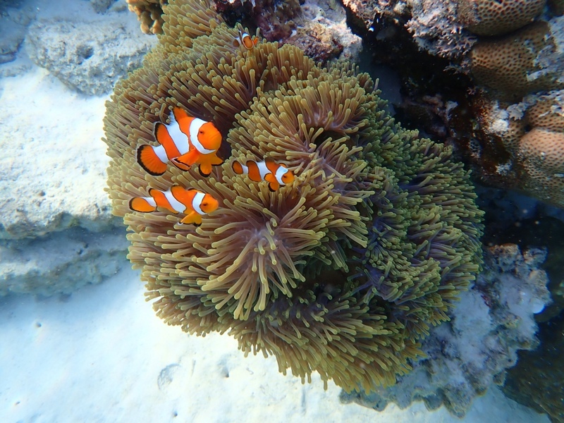 andaman view point phangnga, memories beach bar, กองหินริเชลิว, จุดชมวิว 360 องศา, จุดชมวิวของเสม็ดนางชีบูติค, จุดชมวิวเสม็ดนางชี, ชาวมอแกน, ที่เที่ยวพังงา, ที่เที่ยวพังงา 2024, ที่เที่ยวพังงา 2567, น้ำตกลำปี, ประภาคารเขาหลัก, ปันหยี, พังงา, พังงา 2024, พังงา 2567, ล่องแพไม้ไผ่วังเคียงคู่, วัดถ้ำ พังงา, วัดถ้ำสุวรรณคูหา, วัดสุวรรณคูหา, สวนน้ำจุดชมวิว 360 องศา, สะพานไม้เขาปิหลาย, สันหลังมังกร พังงา, หมู่บ้านมอแกน, หมู่เกาะสิมิลัน, หมู่เกาะสุรินทร์, หาดทรายดำ เขาหลัก, หาดทรายสีดำ, หาดนางทอง, หาดเขาปิหลาย, หินเรือใบ, อ่าวพังงา, อุทยานแห่งชาติหมู่เกาะสิมิลัน, อุทยานแห่งชาติอ่าวพังงา, เกาะปะการัง, เกาะปันหยี, เกาะยาว, เกาะยาวน้อย, เกาะยาวใหญ่, เกาะสิมิลัน, เกาะสุรินทร์เหนือ, เกาะสุรินทร์ใต้, เกาะเจมส์บอนด์, เกาะแปด, เขาตะปู, เขาตาปู, เขาพิงกัน, เที่ยวพังงา, เที่ยวพังงา 2024, เที่ยวพังงา 2567, เมโมรี่บีชบาร์, เสม็ดนางชี, top 15+ ที่เที่ยวพังงา [กรกฎาคม 2024] เมืองแห่งเกาะสวยงาม ความอุดมสมบูรณ์ทางทะเลที่ไม่ควรพลาด