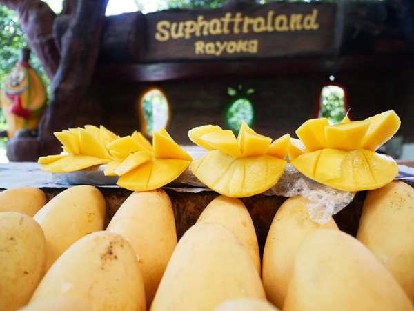 ระยอง, top 6+ สวนบุฟเฟต์ผลไม้ 2024 บุฟเฟต์ทุเรียน ราคาเดียวกินได้ไม่มีอั้น