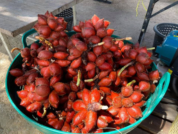 ระยอง, top 6+ สวนบุฟเฟต์ผลไม้ 2024 บุฟเฟต์ทุเรียน ราคาเดียวกินได้ไม่มีอั้น