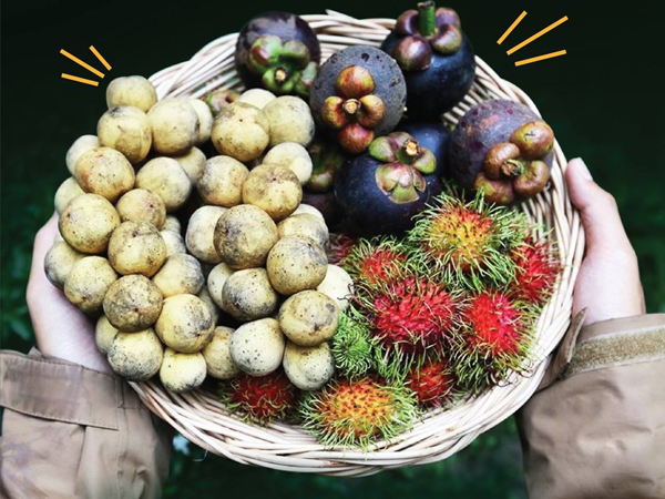 ระยอง, top 6+ สวนบุฟเฟต์ผลไม้ 2024 บุฟเฟต์ทุเรียน ราคาเดียวกินได้ไม่มีอั้น