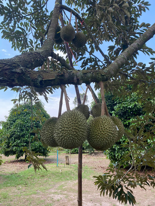 ระยอง, top 6+ สวนบุฟเฟต์ผลไม้ 2024 บุฟเฟต์ทุเรียน ราคาเดียวกินได้ไม่มีอั้น