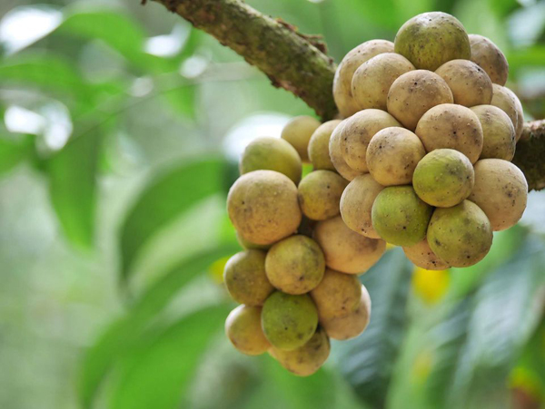 ระยอง, top 6+ สวนบุฟเฟต์ผลไม้ 2024 บุฟเฟต์ทุเรียน ราคาเดียวกินได้ไม่มีอั้น