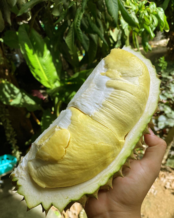 ระยอง, top 6+ สวนบุฟเฟต์ผลไม้ 2024 บุฟเฟต์ทุเรียน ราคาเดียวกินได้ไม่มีอั้น